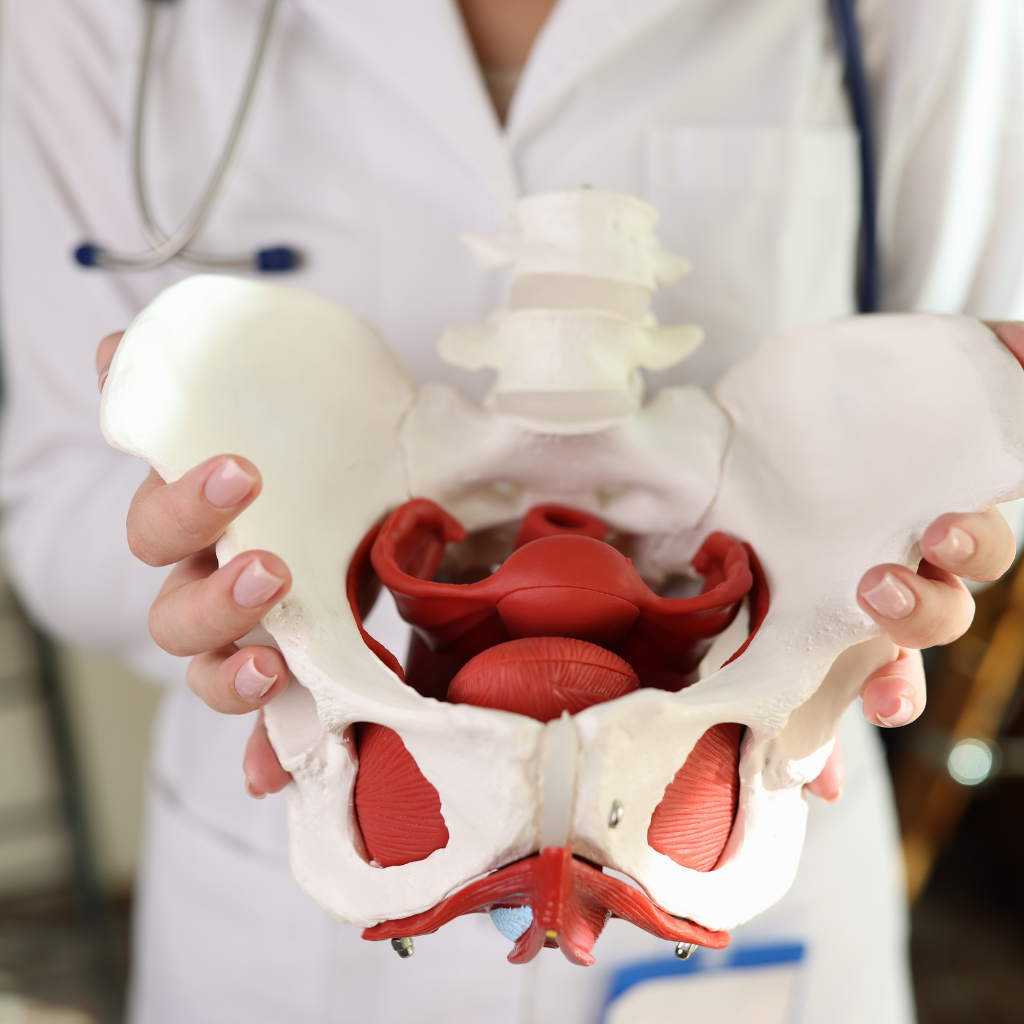 Anatomical model demonstrating pelvic structure for Best Antenatal and Postnatal physiotherapy in JP Nagar.