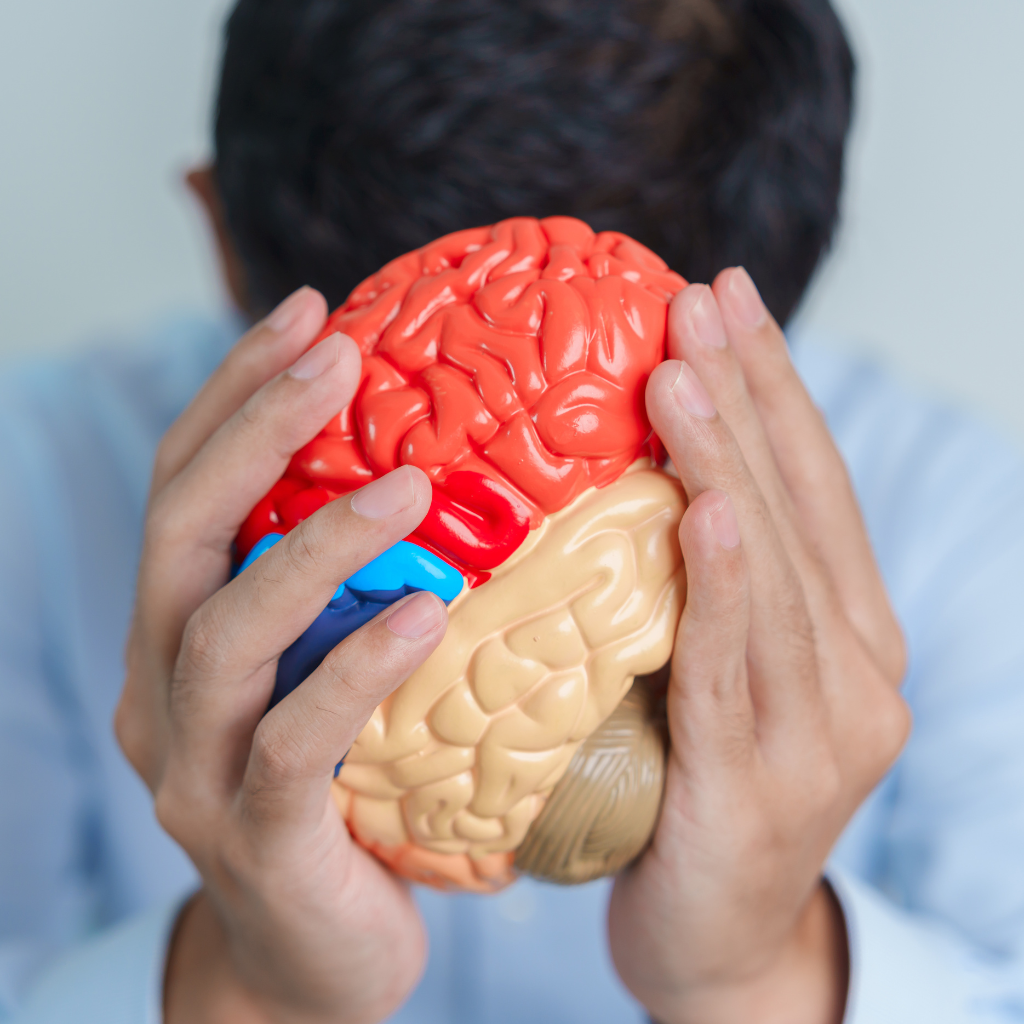 A healthcare professional demonstrating a 3D brain model at Excellent Physiocare, the Best Neuro Physiotherapy in JP Nagar.